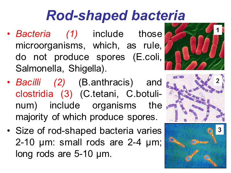 Rod-shaped bacteria Bacteria (1) include those microorganisms, which, as rule, do not produce spores